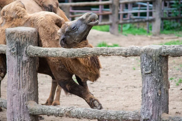 Bactrain camel is rubbing against the pole. — Stock Photo, Image