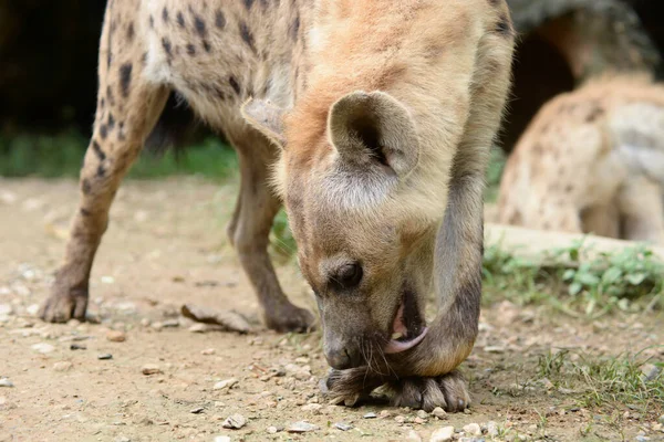 Spotted hyena — Stock Photo, Image