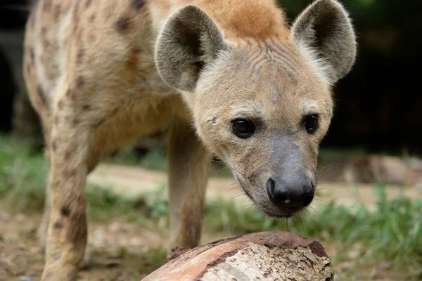 Fläckig hyena — Stockfoto