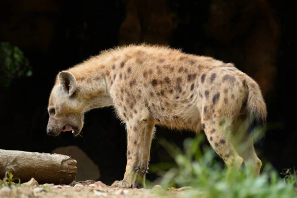 Fläckig hyena — Stockfoto