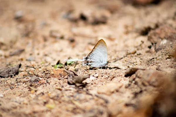 흰 나비 — 스톡 사진