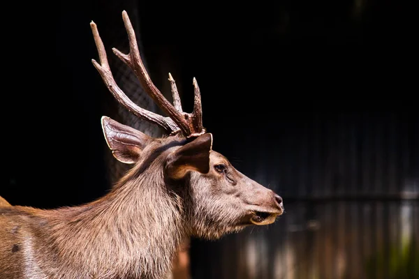 Sambarský jelen je poměrně agresivní zvyk — Stock fotografie