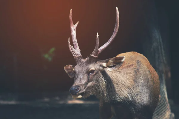 Sambar  deer is a habit rather aggressive — Stock Photo, Image