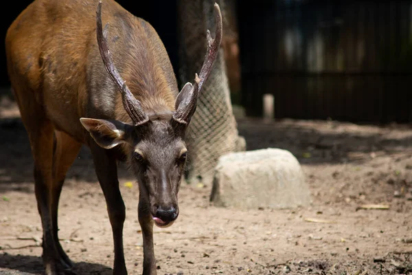 Sambar hert is een gewoonte nogal agressief — Stockfoto