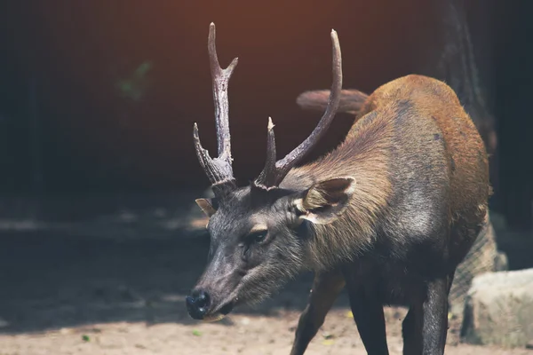 Sambar hert is een gewoonte nogal agressief — Stockfoto