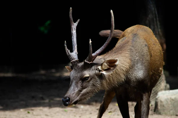 Sambarský jelen je poměrně agresivní zvyk — Stock fotografie