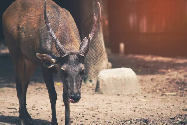 Sambar  deer is a habit rather aggressive — Stock Photo, Image