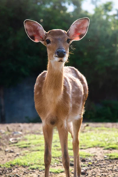 Sika deer — Stock Photo, Image