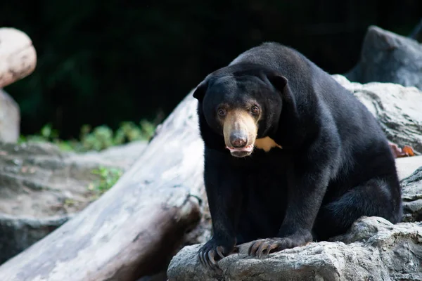 Urso-sol — Fotografia de Stock