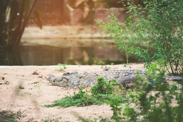 Siam croccodile — ストック写真