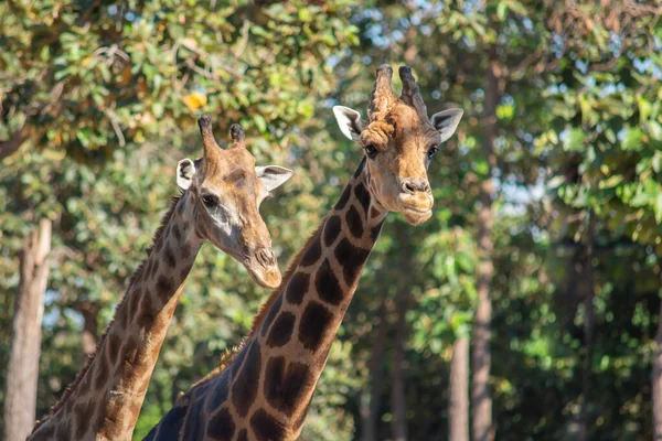 Girafa — Fotografia de Stock