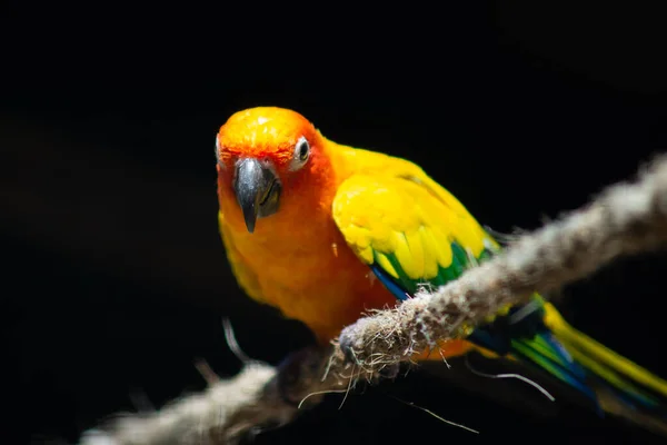 Sun parakeet — Stock Photo, Image