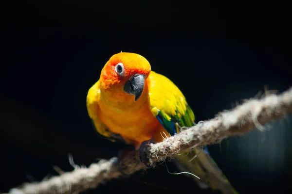 Perico sol —  Fotos de Stock