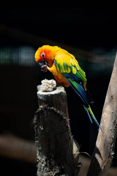 Sun parakeet — Stock Photo, Image