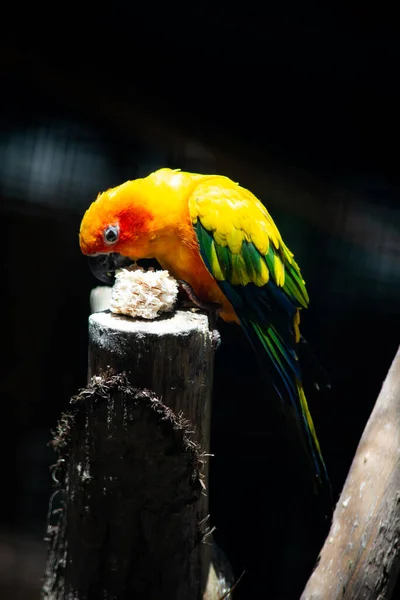 Sun parakeet — Stock Photo, Image