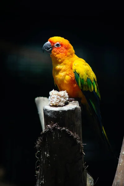 Zon parkiet — Stockfoto