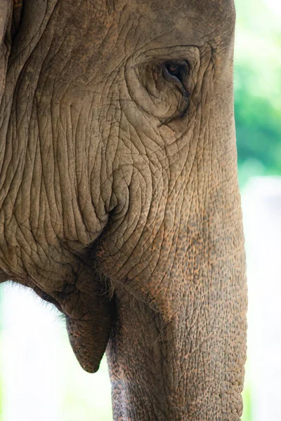 Primo piano di un occhio di elefante — Foto Stock