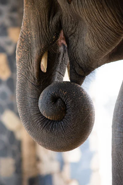 Chiudere il tronco e l'avorio dell'elefante mentre si mangia . — Foto Stock