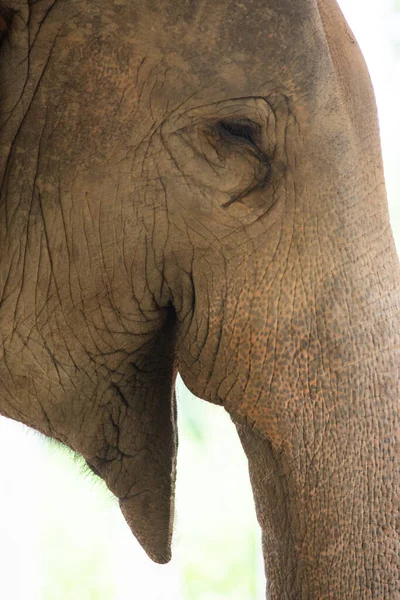 Närbild av en elefant öga — Stockfoto
