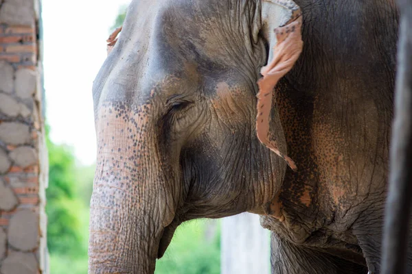 Close-up van een olifant gezicht terwijl het is ontspannen. — Stockfoto