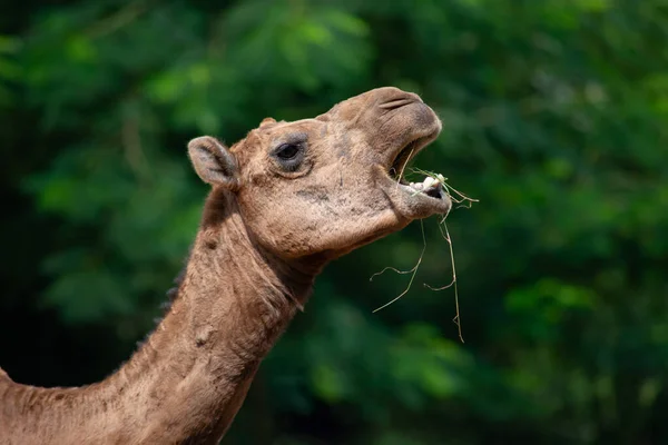 ラクダの顔を閉じて食べる — ストック写真