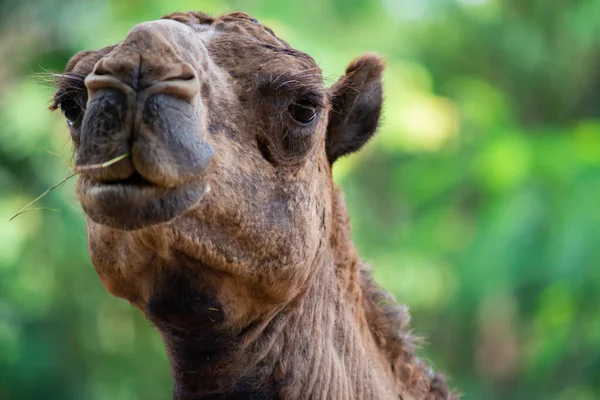 Feche Rosto Camelo — Fotografia de Stock