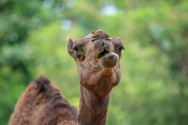 Close Camel Face While Eating — Stock Photo, Image