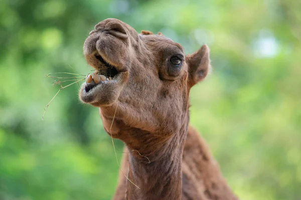 Close Camel Face While Eating — Stock Photo, Image