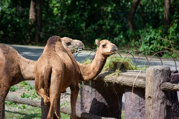 Camel is eating grass — Stock Photo, Image