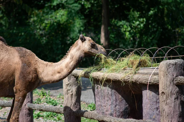 Camello está comiendo hierba — Foto de Stock