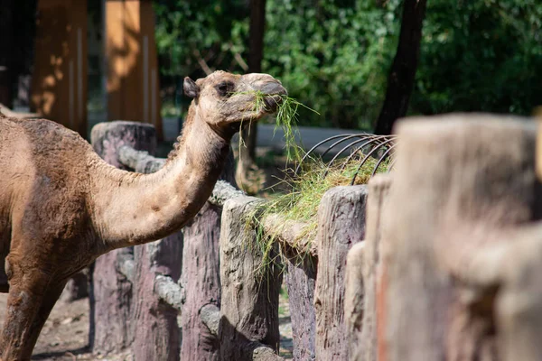 Camel is eating grass — Stock Photo, Image