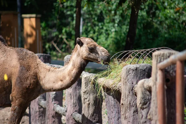 Camel is eating grass — Stock Photo, Image