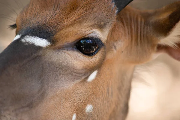 Close up face of nayala — Stock Photo, Image