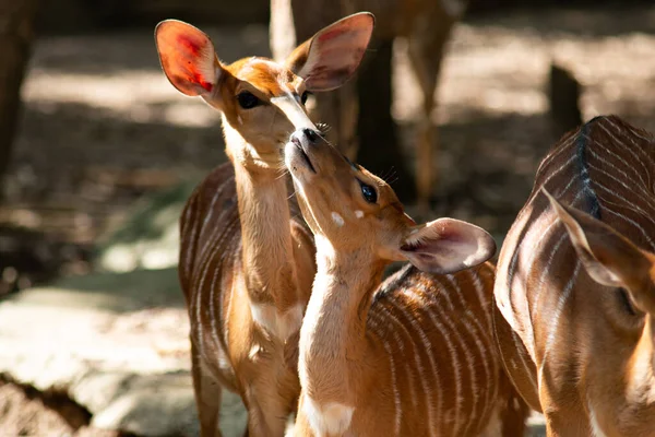 La relation du bébé nayala et des adultes nayala dans les troupeaux . — Photo