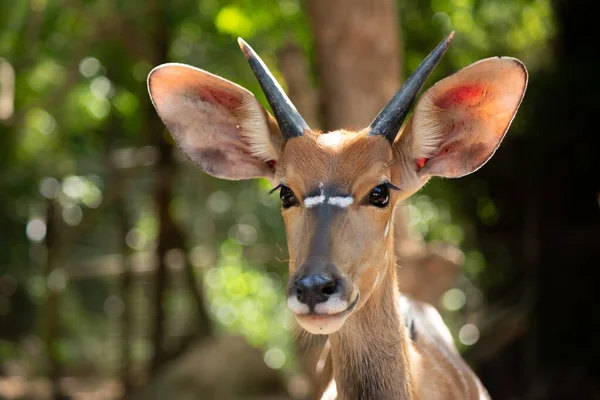 Close up face of nayala — Stock Photo, Image