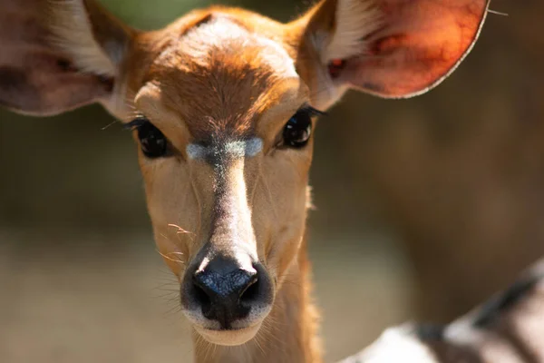 Close up face of nayala — Stock Photo, Image