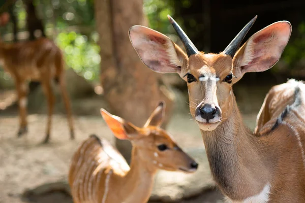 The relationship of baby nayala and adults nayala in herds. — Stock Photo, Image