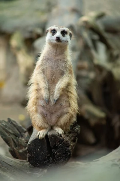 Meerkat est un animal panique — Photo