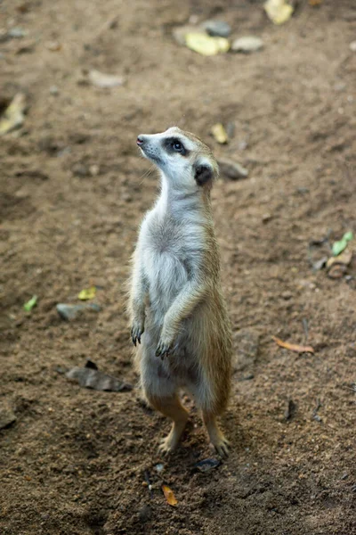 Meerkat это паническое животное — стоковое фото