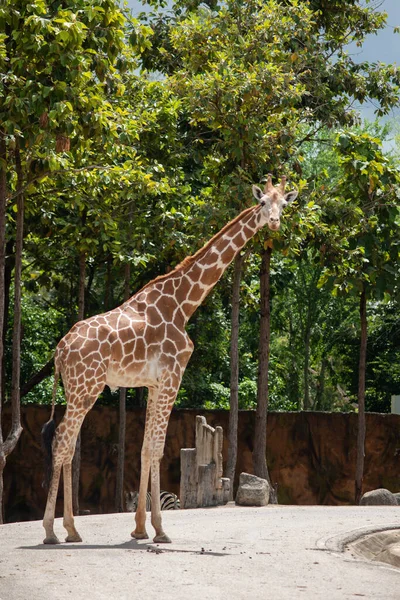 Мешканці жирафа зазвичай зустрічаються в африканських саванах, пасовищах. — стокове фото