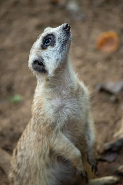 Meerkat est un animal panique — Photo