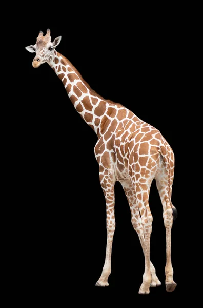 Der Lebensraum einer Giraffe ist normalerweise in afrikanischen Savannen zu finden, — Stockfoto