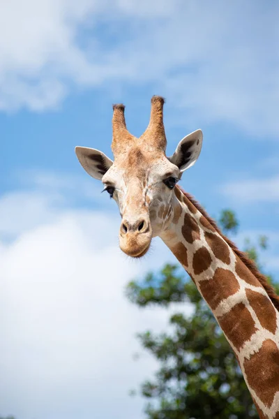 L'habitat d'une girafe se trouve généralement dans les savanes africaines, herbe — Photo