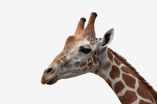 Habitat de uma girafa é geralmente encontrado em savanas africanas, gramíneas — Fotografia de Stock