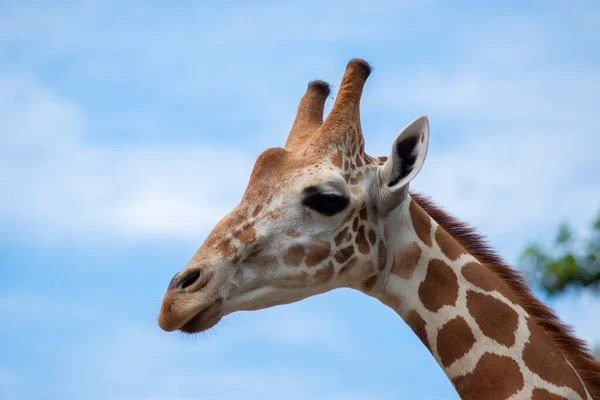 Hábitat de una jirafa se encuentra generalmente en sabanas africanas, pasto — Foto de Stock