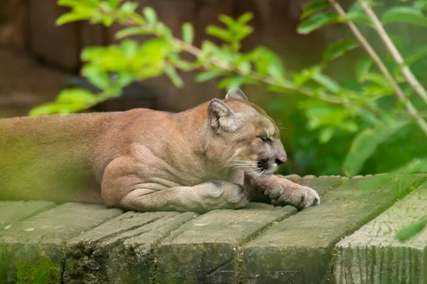 Cougar — Stockfoto