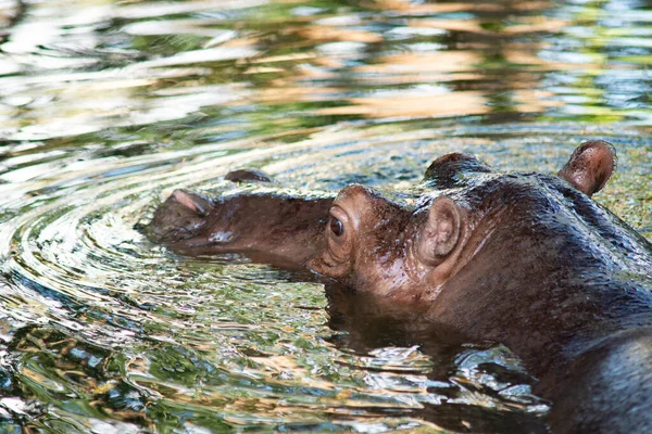 Hippopotame est trempé dans l'eau dans un étang . — Photo