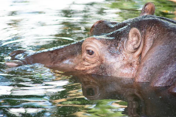 Hippopotame est trempé dans l'eau dans un étang . — Photo