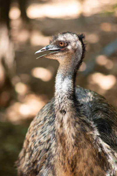 Emu — Fotografia de Stock