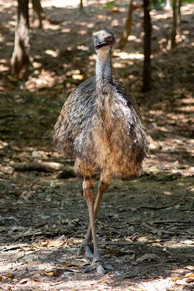 EMU — Stok fotoğraf